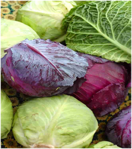 benefits of cabbage